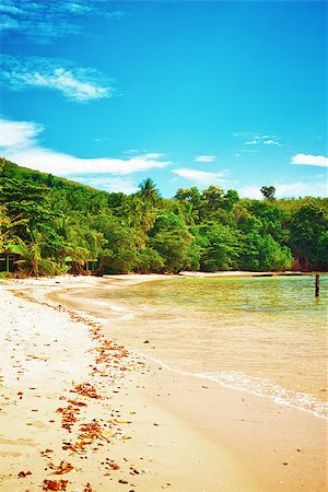 simsearch:400-08012860,k - tropical beach with jungle, Andaman Sea, Thailand Stock Photo - Budget Royalty-Free & Subscription, Code: 400-07167020