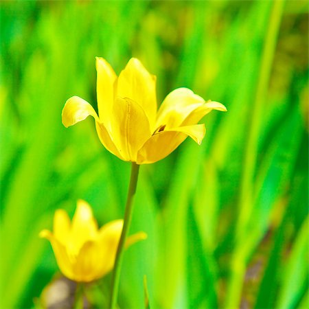 simsearch:400-05891971,k - yellow tulip in grass at summer day Stock Photo - Budget Royalty-Free & Subscription, Code: 400-07167038