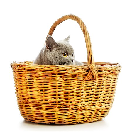 simsearch:400-08258693,k - blue british shorthair cat in basket, isolated on white Foto de stock - Super Valor sin royalties y Suscripción, Código: 400-07167049