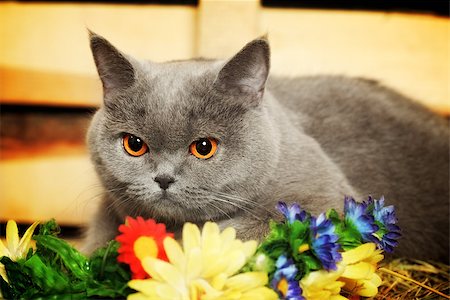 funny blue british shorthair cat on hayloft Stock Photo - Budget Royalty-Free & Subscription, Code: 400-07167043