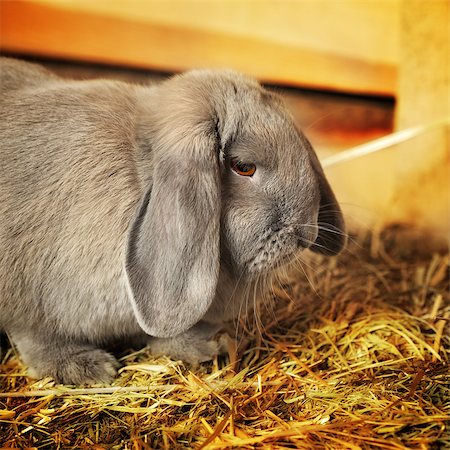 simsearch:400-06797181,k - gray lop-earred rabbit on hayloft, close up Stock Photo - Budget Royalty-Free & Subscription, Code: 400-07167055