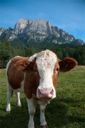 A young Fleckvieh dairy cow in the Alps looking curiously into the camera. Fotografie stock - Microstock e Abbonamento, Codice: 400-07167284
