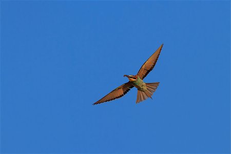 simsearch:400-08861264,k - european bee-eater (Merops Apiaster) in fly Photographie de stock - Aubaine LD & Abonnement, Code: 400-07167286