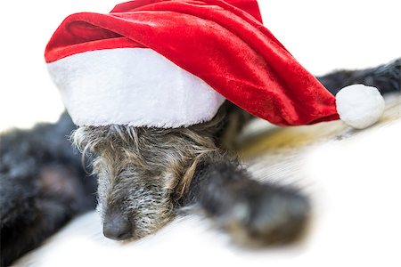 dog christmas background - Cute black dog with red Santa hat. Over white background. Stock Photo - Budget Royalty-Free & Subscription, Code: 400-07167679