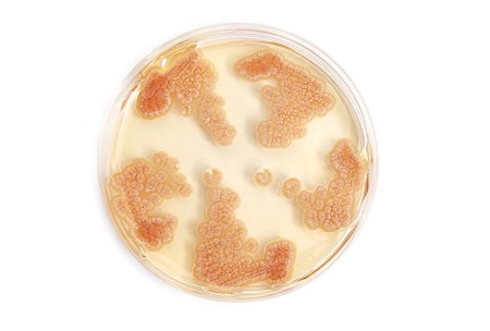 petri dishes - Penicillum fungi on agar plate in laboratory over white background Stock Photo - Budget Royalty-Free & Subscription, Code: 400-07168145