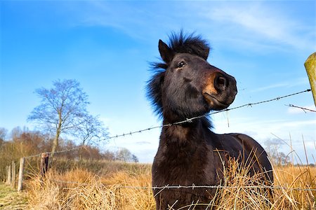 simsearch:400-07168060,k - cute brown pony outdoor on pasture Stock Photo - Budget Royalty-Free & Subscription, Code: 400-07168153