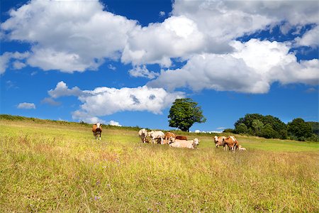 simsearch:400-07295947,k - few alpine cows on summer pastoral and beautiful sky Fotografie stock - Microstock e Abbonamento, Codice: 400-07168162