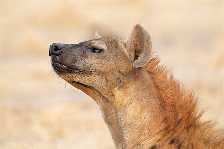 simsearch:400-04473063,k - Portrait of a spotted hyena (Crocuta crocuta), Etosha National Park, Namibia Foto de stock - Super Valor sin royalties y Suscripción, Código: 400-07168325