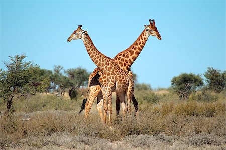 simsearch:400-07210494,k - Two giraffe bulls (Giraffa camelopardalis), South Africa Stock Photo - Budget Royalty-Free & Subscription, Code: 400-07168320