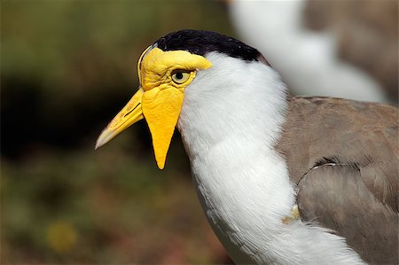 pluvier - Portrait of a masked lapwing (Vanellus miles), Northern territory, Australia Photographie de stock - Aubaine LD & Abonnement, Code: 400-07168323