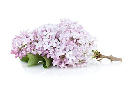 simsearch:400-07169748,k - Lilac branch. Isolated on white background Photographie de stock - Aubaine LD & Abonnement, Code: 400-07168484