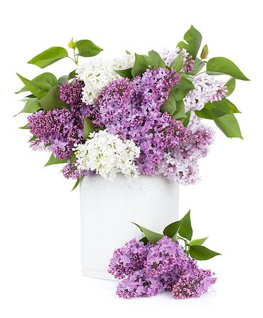 simsearch:400-07169748,k - Lilac flowers in vase. Isolated on white background Photographie de stock - Aubaine LD & Abonnement, Code: 400-07168481