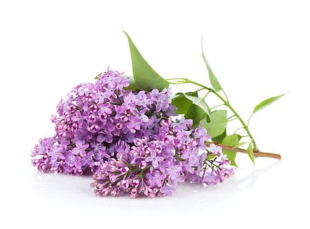 simsearch:400-07169748,k - Lilac branch. Isolated on white background Photographie de stock - Aubaine LD & Abonnement, Code: 400-07168482