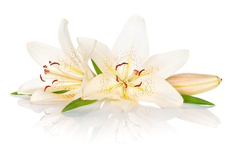 easter lily background - Two white lily flowers. Isolated on white background Stock Photo - Budget Royalty-Free & Subscription, Code: 400-07168574