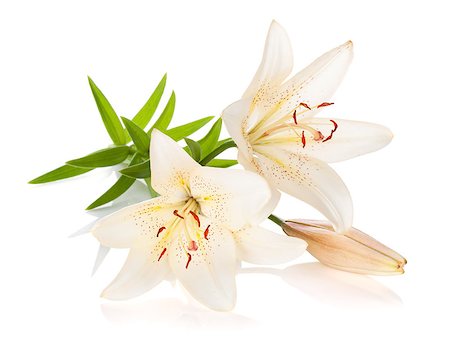 easter lily background - Two white lily flowers. Isolated on white background Stock Photo - Budget Royalty-Free & Subscription, Code: 400-07168573