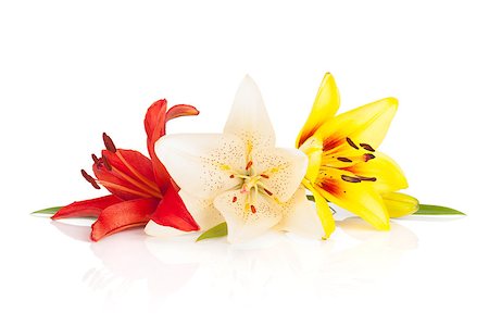 easter lily background - Colorful lily flowers. Isolated on white background Stock Photo - Budget Royalty-Free & Subscription, Code: 400-07168591