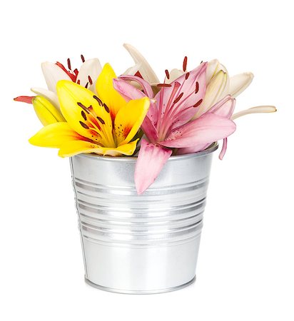 simsearch:400-07262232,k - Colorful lily flowers in bucket. Isolated on white background Foto de stock - Super Valor sin royalties y Suscripción, Código: 400-07168592