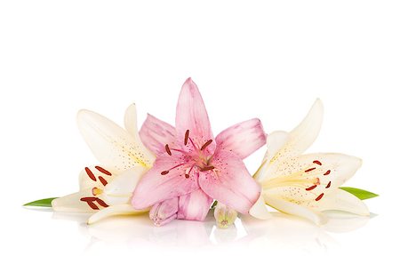 easter lily background - Colorful lily flowers. Isolated on white background Stock Photo - Budget Royalty-Free & Subscription, Code: 400-07168600