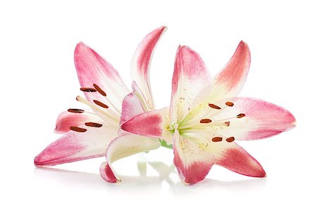 simsearch:400-07165540,k - Two pink lily. Isolated on white background Foto de stock - Super Valor sin royalties y Suscripción, Código: 400-07168627