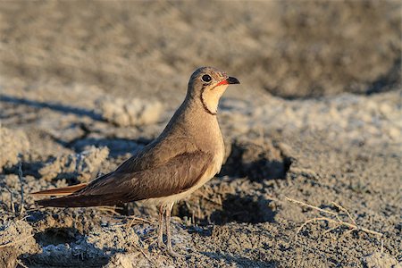 Collared Pratincole (Glareola pratincola) in the Danube Delta, Romania Stock Photo - Budget Royalty-Free & Subscription, Code: 400-07168707