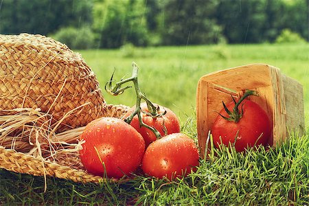 simsearch:400-03968431,k - Fresh picked tomatoes with garden hat on grass Foto de stock - Super Valor sin royalties y Suscripción, Código: 400-07168731