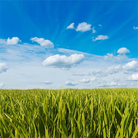 green grass under cloudy sky Stockbilder - Microstock & Abonnement, Bildnummer: 400-07168752