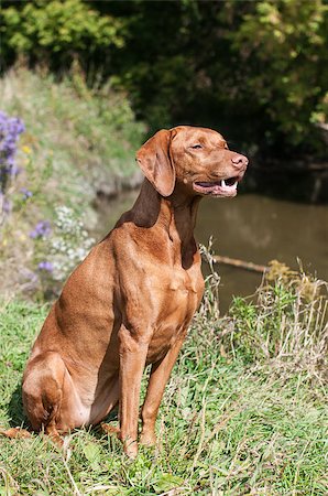 simsearch:400-04304605,k - A Vizsla dog sits on the bank of a stream in autumn. Foto de stock - Royalty-Free Super Valor e Assinatura, Número: 400-07168958