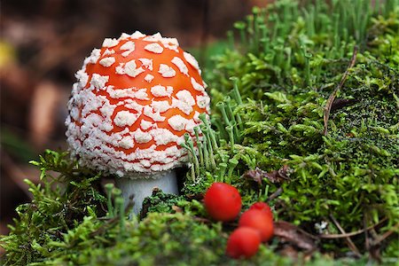 simsearch:400-06762728,k - Fly-agaric in forest with little green mushrooms and red berry Foto de stock - Super Valor sin royalties y Suscripción, Código: 400-07169027