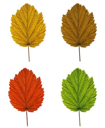 simsearch:400-07505799,k - collection of tree leaves isolated on white background Stock Photo - Budget Royalty-Free & Subscription, Code: 400-07169131