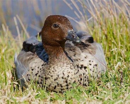 simsearch:400-05753325,k - a male wood duck (Chenonetta jubata) Stock Photo - Budget Royalty-Free & Subscription, Code: 400-07169182