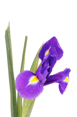 simsearch:400-07169438,k - Single Beautiful Purple Dutch Iris with Water Droplets isolated on white background Stock Photo - Budget Royalty-Free & Subscription, Code: 400-07169438
