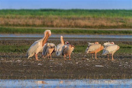 simsearch:400-09275531,k - white pelicans (pelecanus onocrotalus) in the Danube Delta, Romania Foto de stock - Super Valor sin royalties y Suscripción, Código: 400-07169714