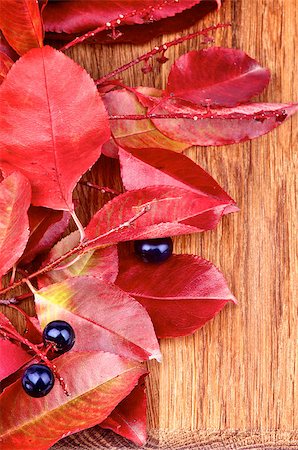 simsearch:400-07505799,k - Heap of Sambucus Nigra with Leafs and Berries closeup on wooden background Stock Photo - Budget Royalty-Free & Subscription, Code: 400-07169956