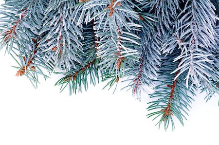 simsearch:400-04926123,k - Frame of Blue Spruce Branches with Hoarfrost isolated on white background Stock Photo - Budget Royalty-Free & Subscription, Code: 400-07169951