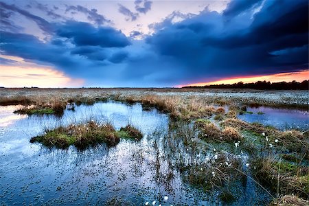 simsearch:400-07295947,k - flowering cottongrass on swamp at sunset during storm, Drenthe Fotografie stock - Microstock e Abbonamento, Codice: 400-07174964