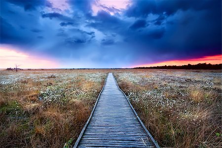 simsearch:694-03333040,k - wooden path on swamp with flowering cottograss at sunset Stock Photo - Budget Royalty-Free & Subscription, Code: 400-07174963