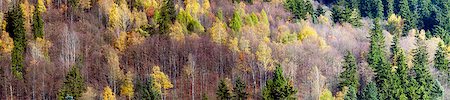 simsearch:400-08336120,k - The mountain autumn landscape with colorful forest Foto de stock - Royalty-Free Super Valor e Assinatura, Número: 400-07175004