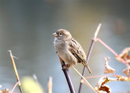 macro picture of a sparrow on a branch of the autumn Foto de stock - Super Valor sin royalties y Suscripción, Código: 400-07175097