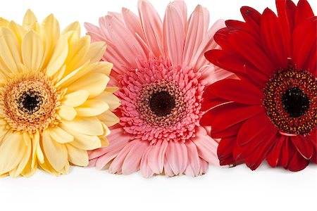 simsearch:400-05369226,k - three gerbera arranged in a row on a white background Stock Photo - Budget Royalty-Free & Subscription, Code: 400-07175156