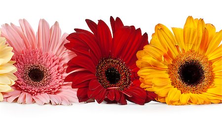 simsearch:400-07179442,k - three gerbera arranged in a row on a white background Stock Photo - Budget Royalty-Free & Subscription, Code: 400-07175157