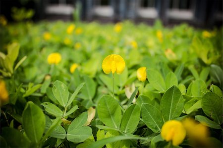 Small yellow flower Pinto Peanut plant,Small yellow flower blooming on the ground Photographie de stock - Aubaine LD & Abonnement, Code: 400-07175173