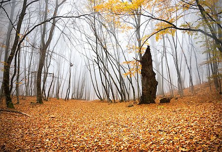 simsearch:400-07505799,k - Bright yellow leaves in the autumn forest Stock Photo - Budget Royalty-Free & Subscription, Code: 400-07175271