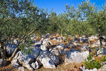 simsearch:400-06384379,k - Olve tree grove in stone landscape, Dalmatia, Croatia Stock Photo - Budget Royalty-Free & Subscription, Code: 400-07175406