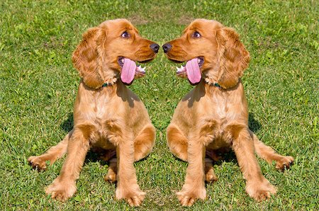 Two young red English Cocker Spaniel dogs on green grass background Stock Photo - Budget Royalty-Free & Subscription, Code: 400-07175413