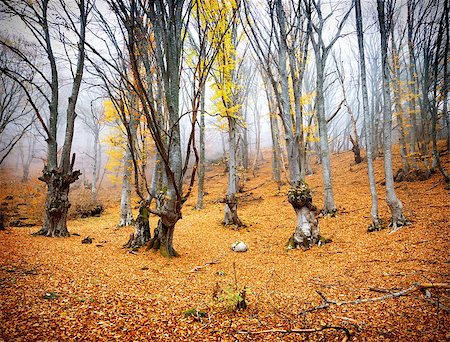 simsearch:400-07932171,k - Bright yellow leaves in the fairy autumn forest Foto de stock - Super Valor sin royalties y Suscripción, Código: 400-07175531