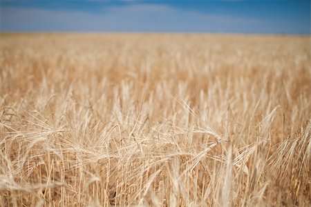 simsearch:400-07293838,k - large field of wheat and blue sky Photographie de stock - Aubaine LD & Abonnement, Code: 400-07175716