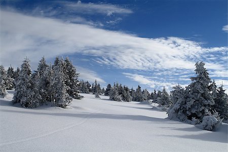 snow covered spruce tree - Snowy plain with a snow-covered trees below the top of Praded - the highest peak of Jeseniky mountains, Czech Republic. Stock Photo - Budget Royalty-Free & Subscription, Code: 400-07176104