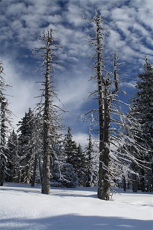 rogit (artist) - Snowy spruce stubs in the middle of winter forest. Photographie de stock - Aubaine LD & Abonnement, Code: 400-07176103