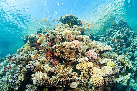 simsearch:400-06329930,k - beautiful corals in the sea Stock Photo - Budget Royalty-Free & Subscription, Code: 400-07176292