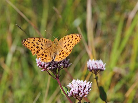 simsearch:400-07505799,k - Monarch butterfly on red  flower Stock Photo - Budget Royalty-Free & Subscription, Code: 400-07179341